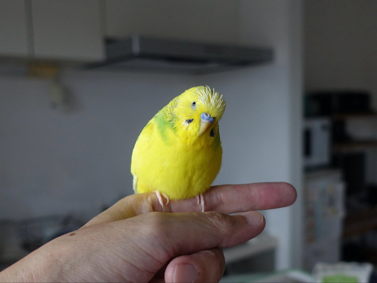 sekiseihouse's tweet photo. 【4195】手乗り○ンコ🐥💩 | セキセイハウス☆セキセイインコの住む家の日々
https://t.co/55vHpJAsuk
#Amebaブログ #アメブロ #セキセイインコ https://t.co/FlUuJ4MX6N