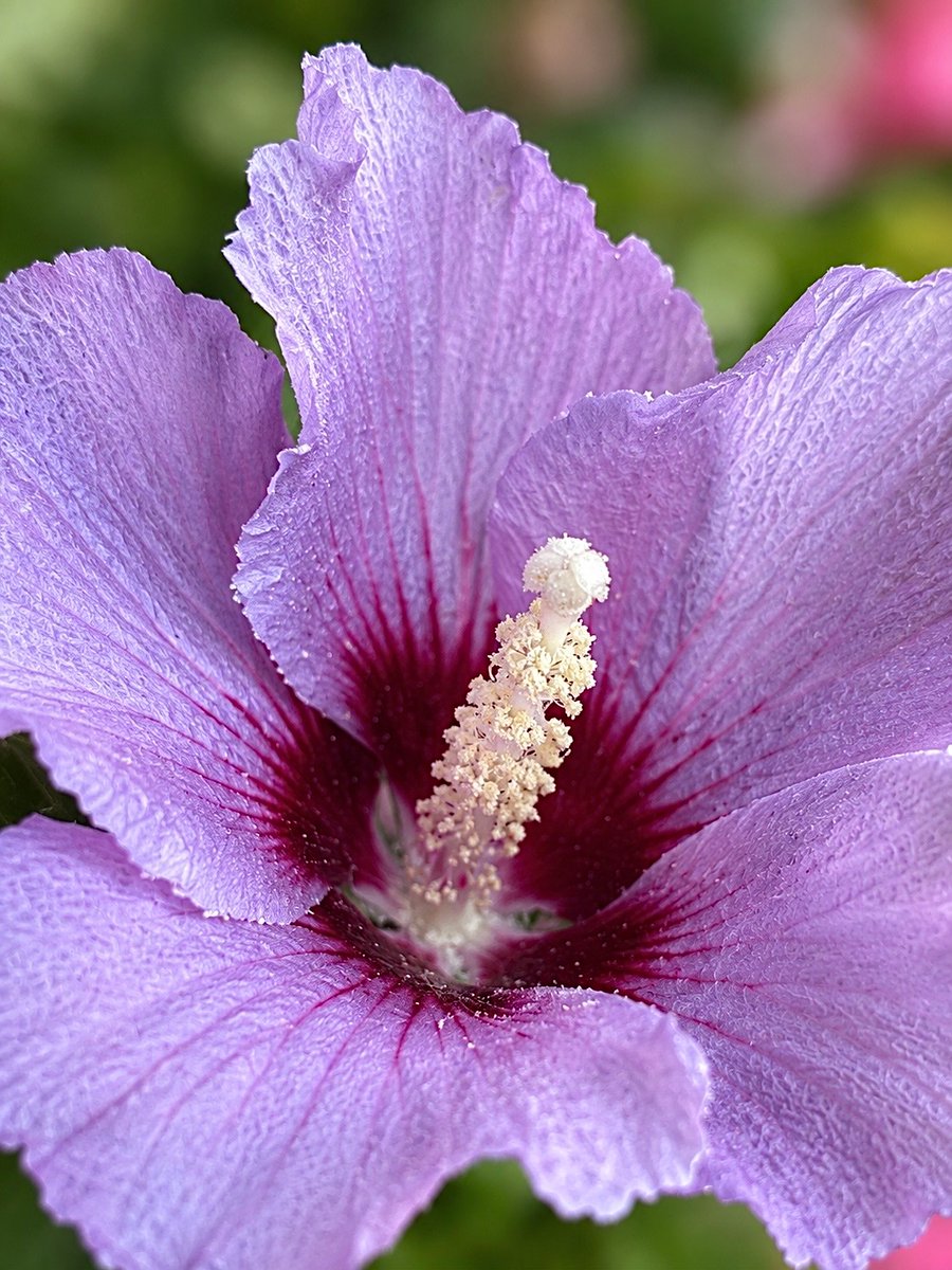 Black_Cats_eyes's tweet photo. Poco tempo libero, un poβ per la bellezza di questi fioriπΊ il giardino sa ancora stupirmi.
Buon fine settimana
#macroflower #flowerphotography https://t.co/UtLRpP9TNL