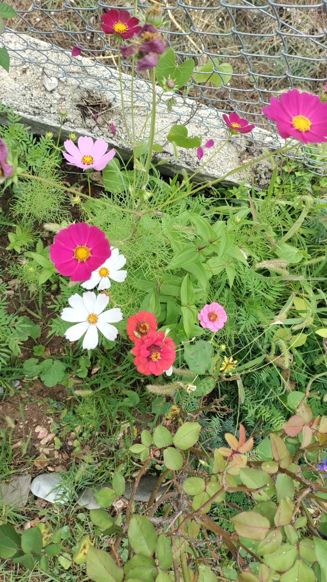 HLYARICI's tweet photo. @Ferhatarslandr https://t.co/OJuFjOiP1A