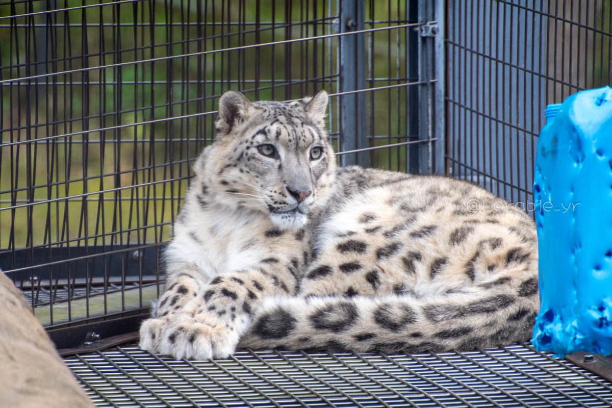 Lerab1e_zoo's tweet photo. おてて揃えて可愛いですね

📷️2026.09 ユーリちゃん
#ユキヒョウ #旭山動物園 https://t.co/iqxUDVufy1