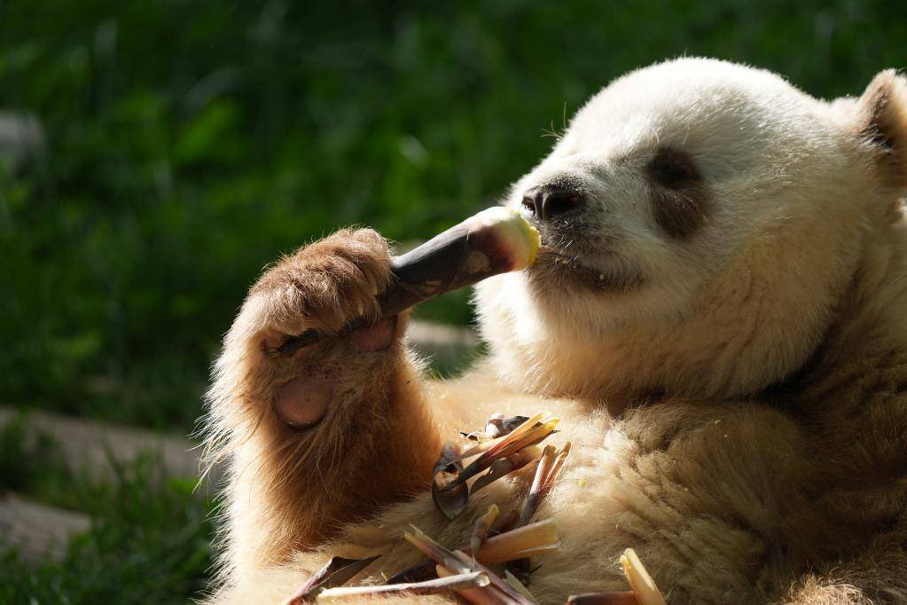 ai_li8668's tweet photo. Meet Qi Zai — The World's Rarest Panda
In the misty Qinling Mountains of Shaanxi, China, lives a panda so unusual that even seasoned conservationists pause in disbelief. Meet Qi Zai (七仔) — the only brown-and-white giant panda in captivity anywhere on Earth. https://t.co/wwefUbKDcD