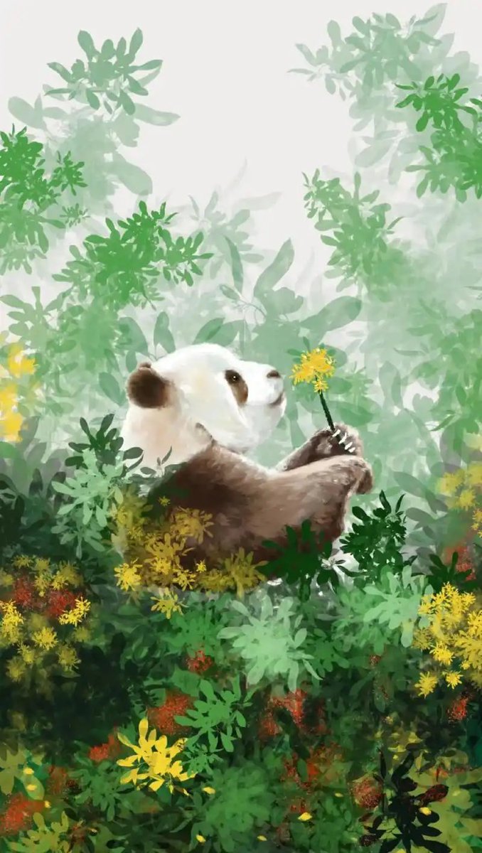 ai_li8668's tweet photo. Meet Qi Zai — The World's Rarest Panda
In the misty Qinling Mountains of Shaanxi, China, lives a panda so unusual that even seasoned conservationists pause in disbelief. Meet Qi Zai (七仔) — the only brown-and-white giant panda in captivity anywhere on Earth. https://t.co/wwefUbKDcD