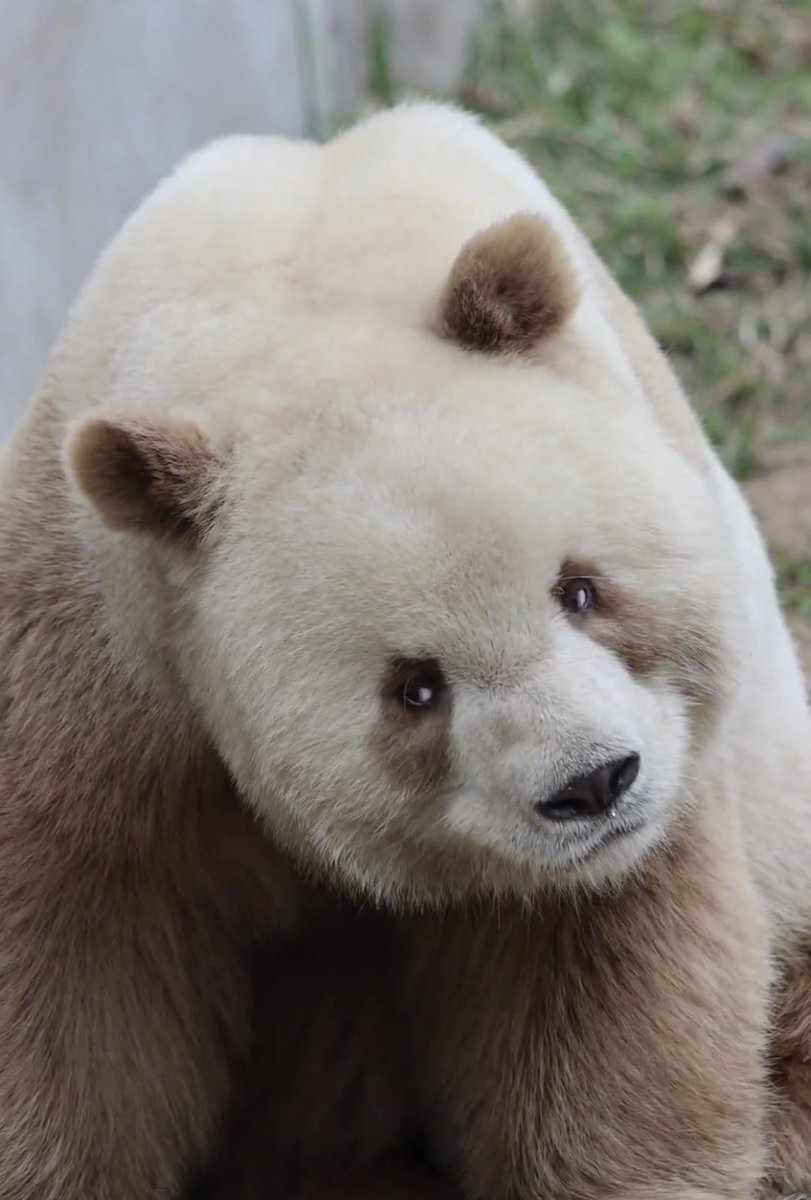 ai_li8668's tweet photo. Meet Qi Zai — The World's Rarest Panda
In the misty Qinling Mountains of Shaanxi, China, lives a panda so unusual that even seasoned conservationists pause in disbelief. Meet Qi Zai (七仔) — the only brown-and-white giant panda in captivity anywhere on Earth. https://t.co/wwefUbKDcD