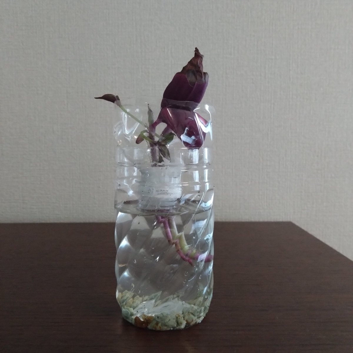 takemasann's tweet photo. ベランダ園芸  観葉植物編⁡
⁡⁡
⁡トラディスカンティア⁡
⁡ペットボトル水耕栽培開始！⁡
⁡インスタで見かけてたからとりあえずはじめてみた。⁡
⁡水換えの回数が減らせるってことでゼオライトを敷き詰めた。⁡
⁡株が沢山あると試してみるハードルが下がるのがいい！⁡⁡
⁡アルミホイル巻いた方がいいかもしれない。
⁡⁡
⁡ #ベランダ園芸⁡
⁡ #観葉植物⁡
⁡ #トラディスカンティア⁡
⁡ #水耕栽培