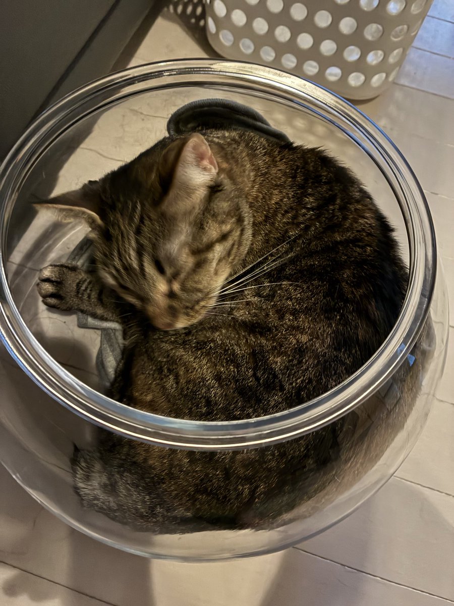 runa14024334's tweet photo. エクマで荒んだ心を猫鉢に入った飼い猫を見て癒されてます。（写真写り悪くてごめん） https://t.co/9fxyGX3HrJ