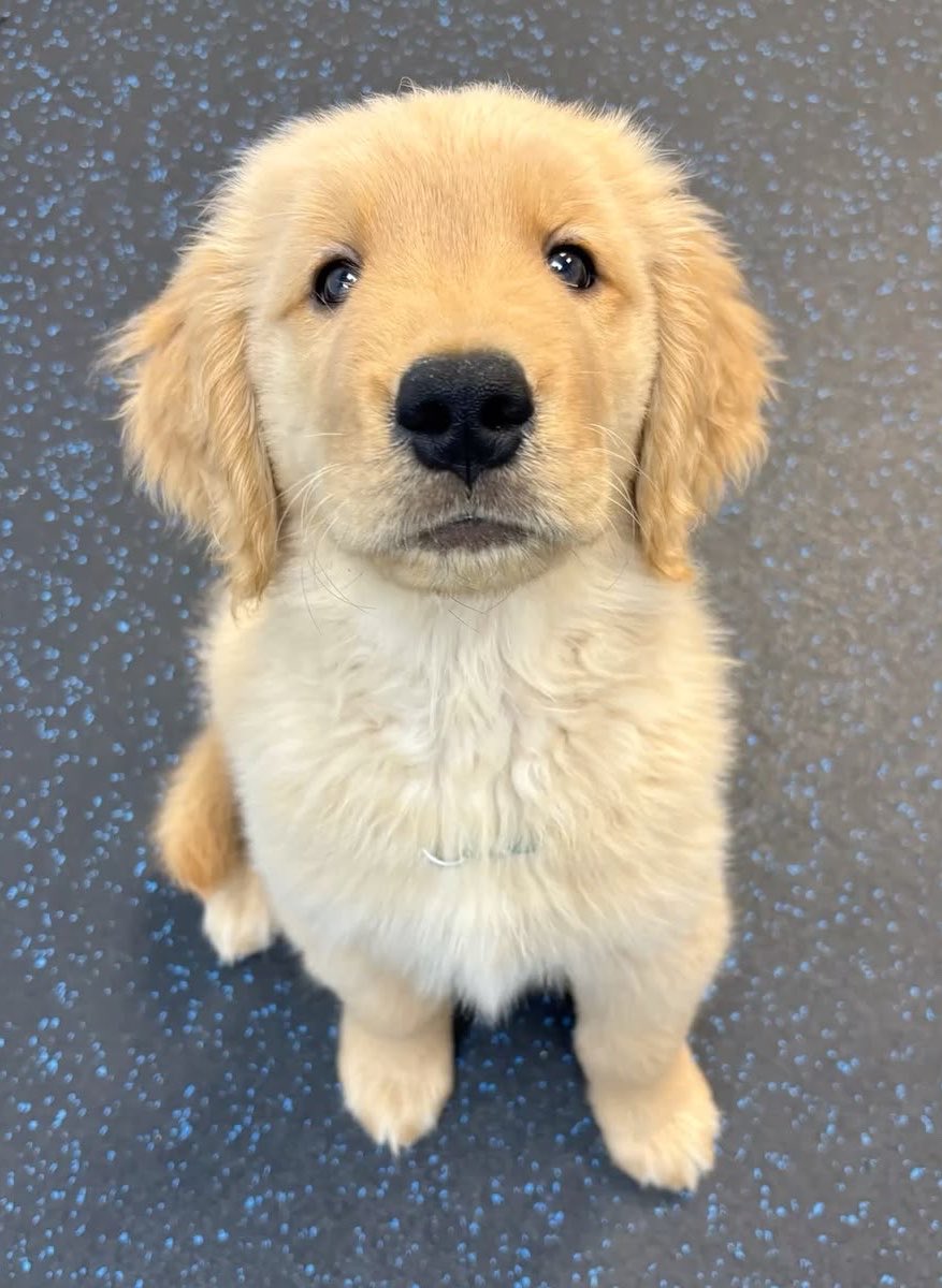 Lq_gdrgnx's tweet photo. ภาพไหนคือเด็กชายตี๋ตี๋ 10 คะแนน 🫳🏻🐶 https://t.co/Cxx3zQ9elb