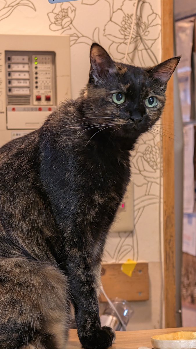 104ksk's tweet photo. 🐈🐈‍⬛🐾𓈒 𓂂𓏸 https://t.co/7lyw8tHdHW
