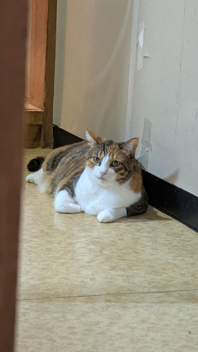 104ksk's tweet photo. 🐈🐈‍⬛🐾𓈒 𓂂𓏸 https://t.co/7lyw8tHdHW