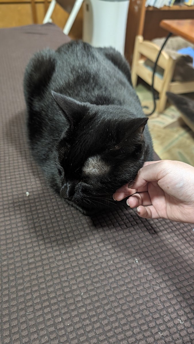 104ksk's tweet photo. 🐈🐈‍⬛🐾𓈒 𓂂𓏸 https://t.co/7lyw8tHdHW