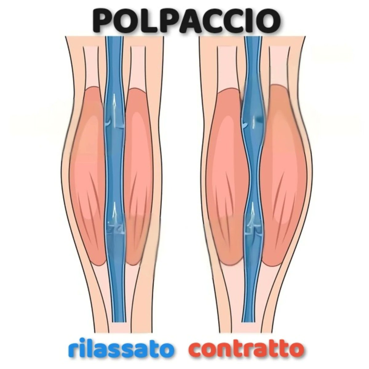 CoreenHanock's tweet photo. A “SECOND HEART”

The calf muscles—gastrocnemius, soleus, and Achilles tendon—support posture and help pump venous blood back upward against gravity. Tiptoe raises, foot flexions, and walking can support peripheral and, consequently, central heart https://t.co/otohbAG0EU