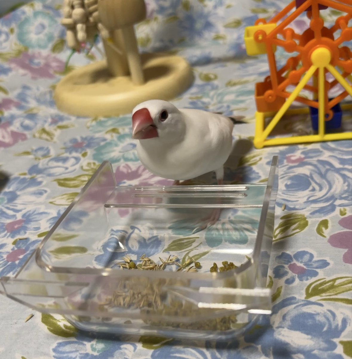 linlinlambuncho's tweet photo. このごはん入れ、だんだん慣れてきたね！
#文鳥 https://t.co/ZZJNwhSTEz