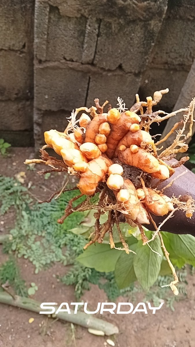 ydkabbah_'s tweet photo. First home turmeric harvest 🥂 https://t.co/E1UunNGV0Z