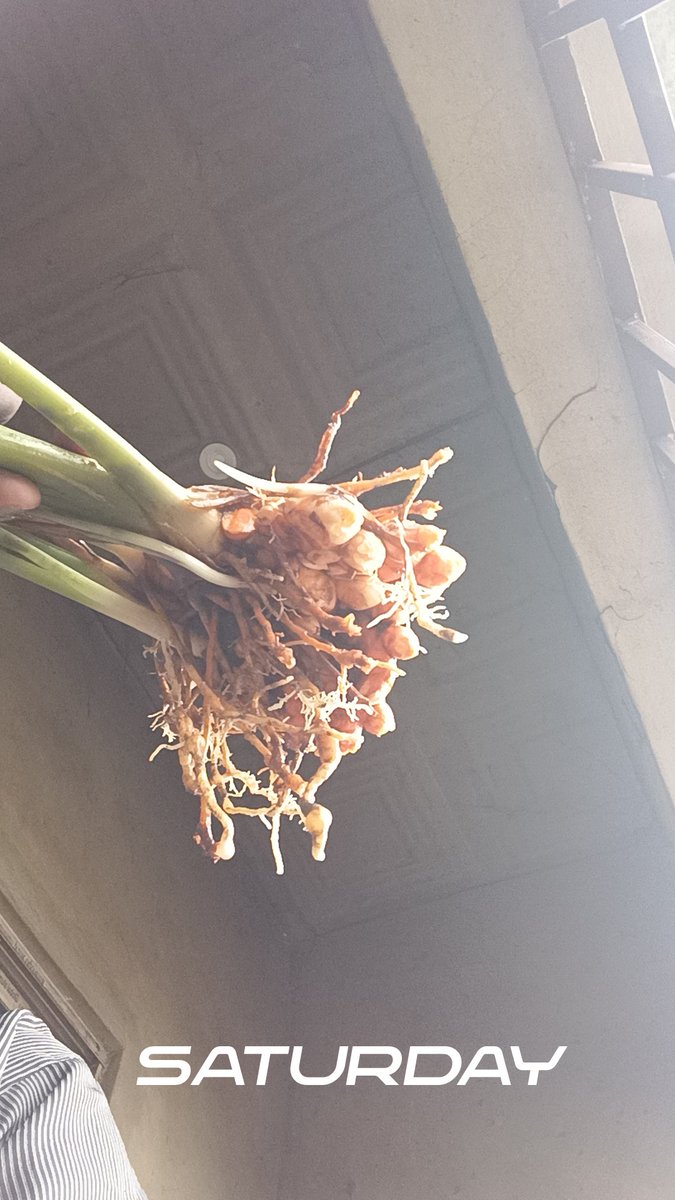 ydkabbah_'s tweet photo. First home turmeric harvest 🥂 https://t.co/E1UunNGV0Z