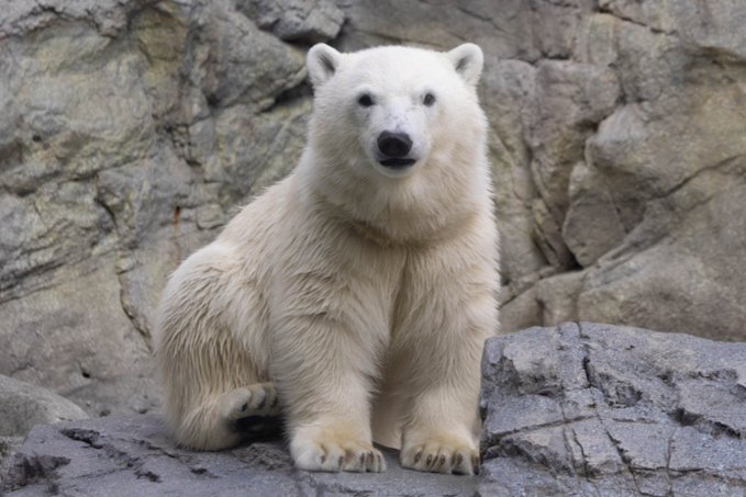 A polar bear sits on a rocky surface against a stone wall background, looking directly at the camera.