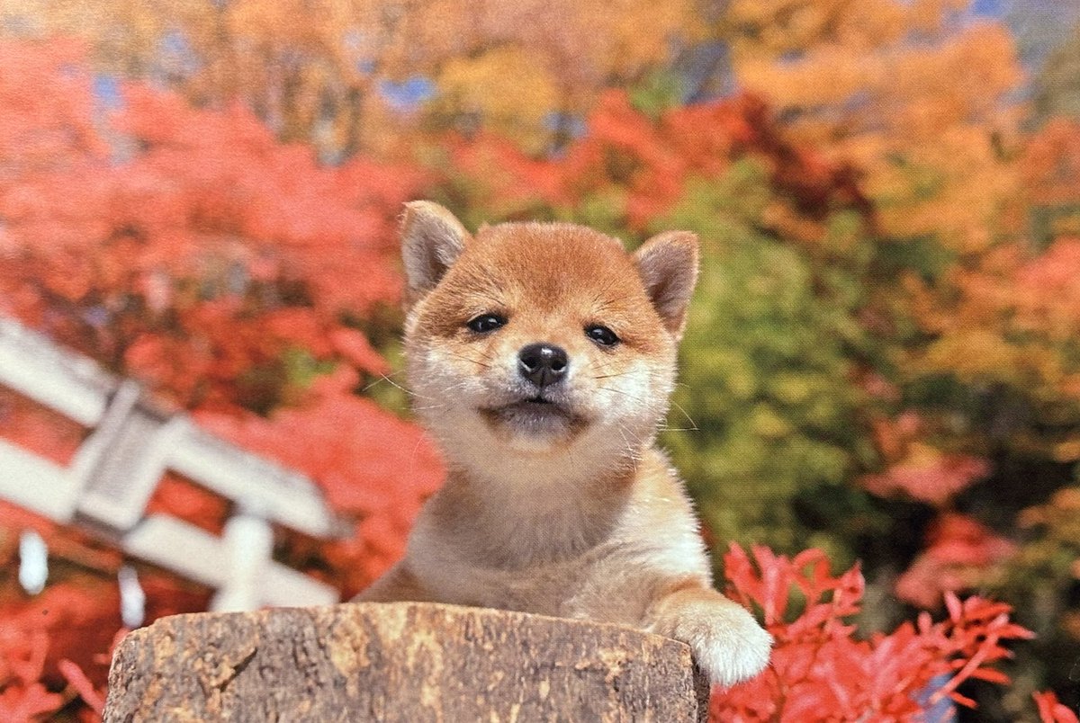postcrossing_zw's tweet photo. アメリカ🇺🇸へ

柴犬好きの女性！
ぴったりのカードを先週仕入れたので早速使います🍁🐶
ハローキティーの大ファンとのことなので裏面の空白はキティーちゃんシールで埋めました🎀

#ポスクロ
#postcrossing https://t.co/EUAnOBJ1N4