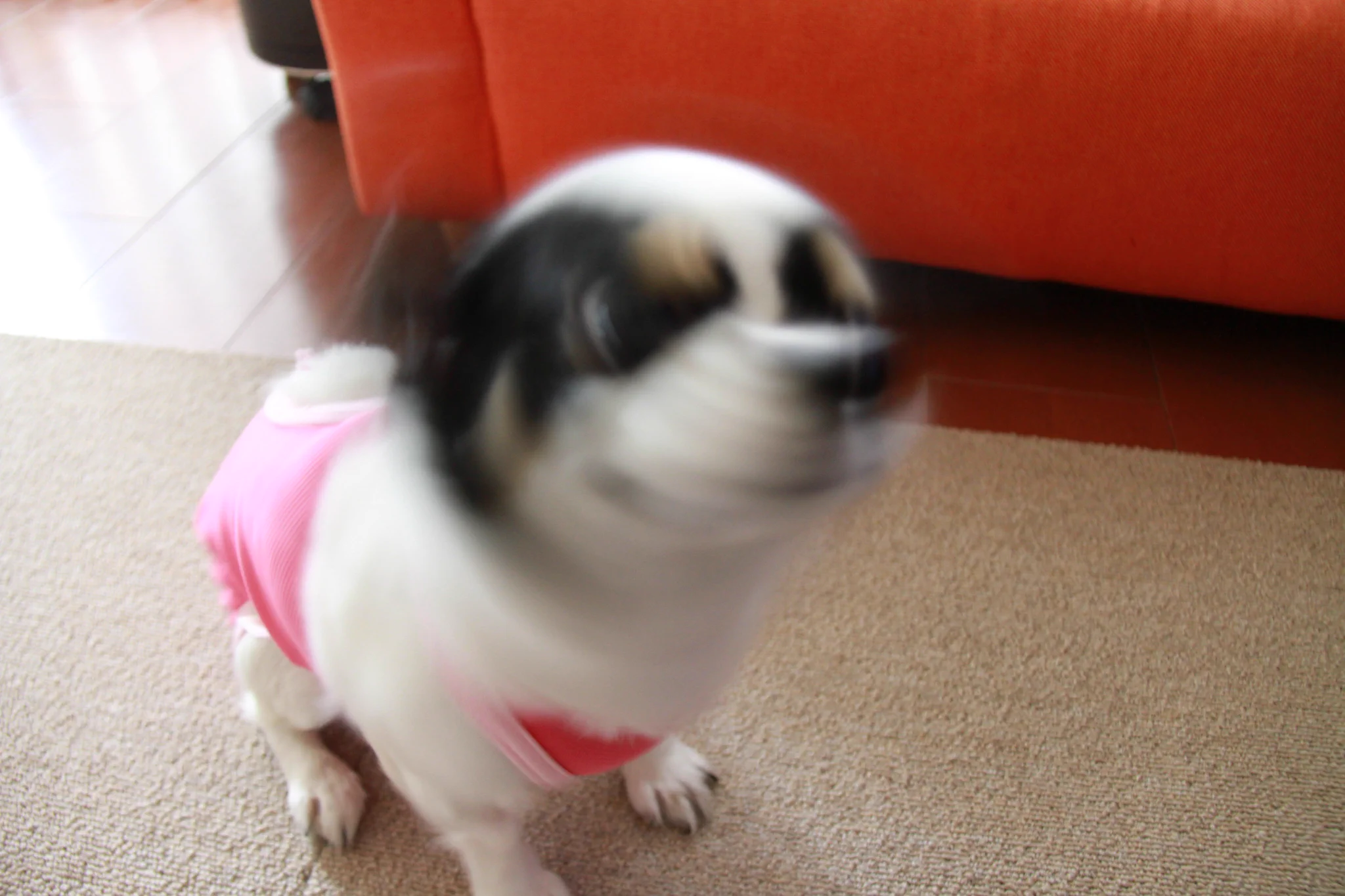 犬用 on X / X
