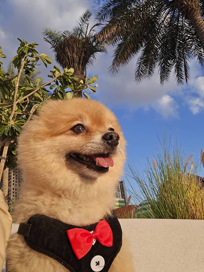 LeFlamantRoseDC's tweet photo. The dog got the window seat. Nobody argued.

Creek Harbour golden hour, French–Persian plates on the table, and a terrace that actually means pet-friendly — inside welcome, not “patio only if we feel like it.”

WhatsApp to book: +971 54 541 1497 https://t.co/sCGfx4D0KP