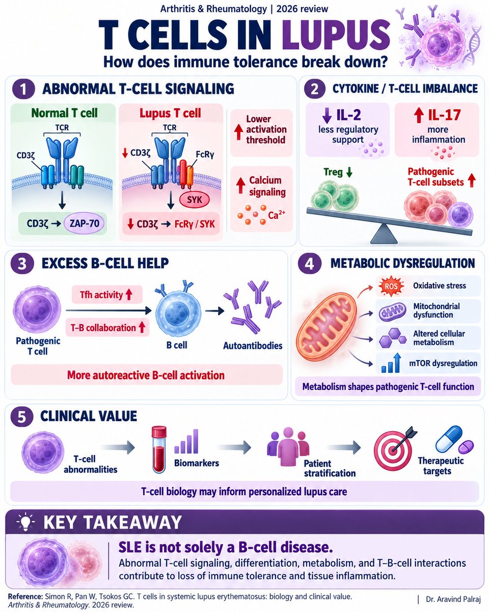 Rheumat_Aravind's tweet photo. SLE is not solely a B-cell disease.

T-cell signaling, cytokine imbalance, metabolism, and T–B-cell crosstalk all contribute to lupus pathogenesis.

New 2026 review in Arthritis &amp; Rheumatology.

#SLE #Lupus #Rheumatology #Immunology #Autoimmunity https://t.co/8ECjZZv9R5