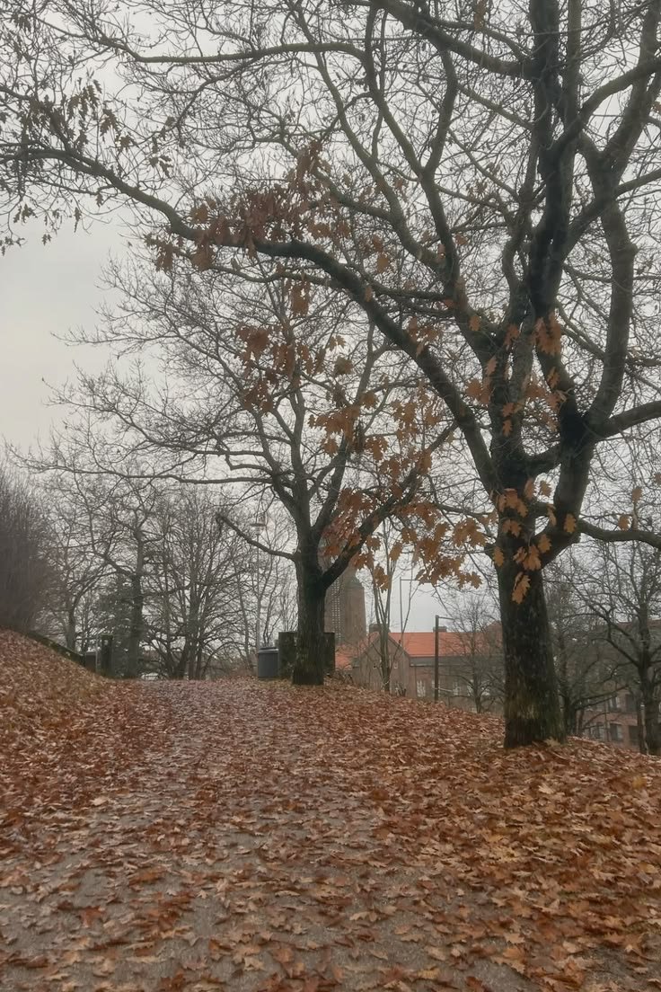GilverEth's tweet photo. Late gm CT
Autumn is coming 🍂 https://t.co/bLO9rzuYdS