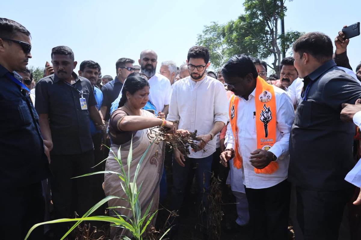AUThackeray's tweet photo. दुष्काळाचा दाह बळीराजाने अजून किती सोसायचा?

राज्यात ७५% दुष्काळ फक्त कागदावर जाहीर करून चालणार नाही, 
आता बळीराजाला प्रत्यक्ष मदतीची गरज आहे.

दुष्काळग्रस्त भागाची पाहणी करण्यासाठी आणि बळीराजाला धीर देण्यासाठी मी आज मराठवाडा दौऱ्यावर आहे.

सॊलापूर जिल्ह्यातील बोरामणी येथे भेट देऊन शेतकरी बांधवांच्या व्यथा जाणून घेतल्या. 

सोयाबीन, तूर सारखी प्रमुख पिकं अक्षरशः करपून गेली आहेत.

हाताशी आलेलं पीक पाण्याअभावी मरताना पाहून, बळीराजा टाहो फोडतोय. ह्या कठीण परिस्थितीत आम्ही अन्नदात्याच्या सोबत आहोत.