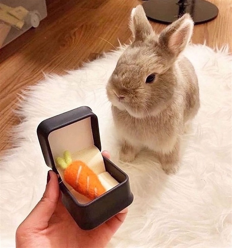 ShouldHaveRabit's tweet photo. Will you carrot me? https://t.co/hjyZJJklrl