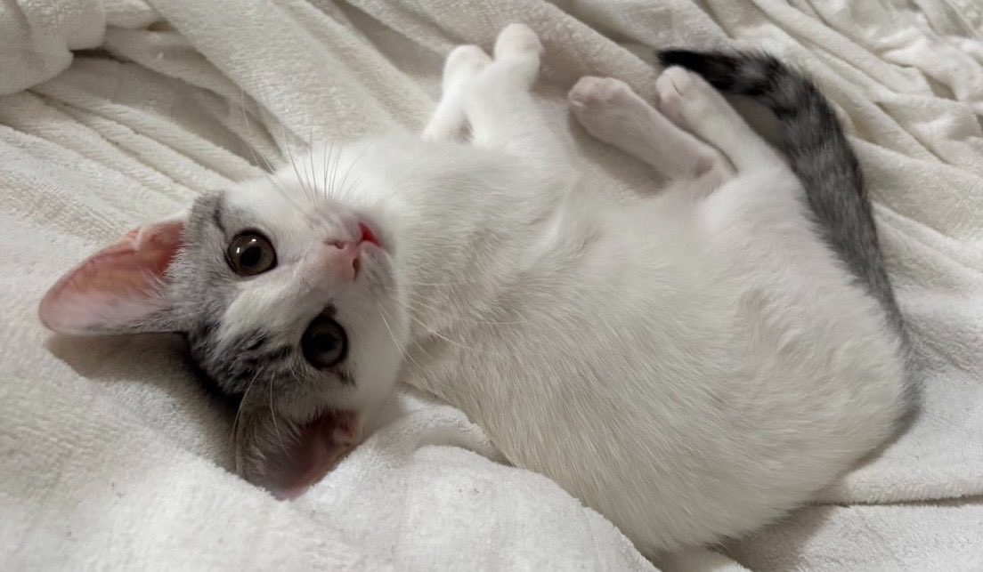 iossan_'s tweet photo. 保護猫げんき！ https://t.co/KmPipnKbms