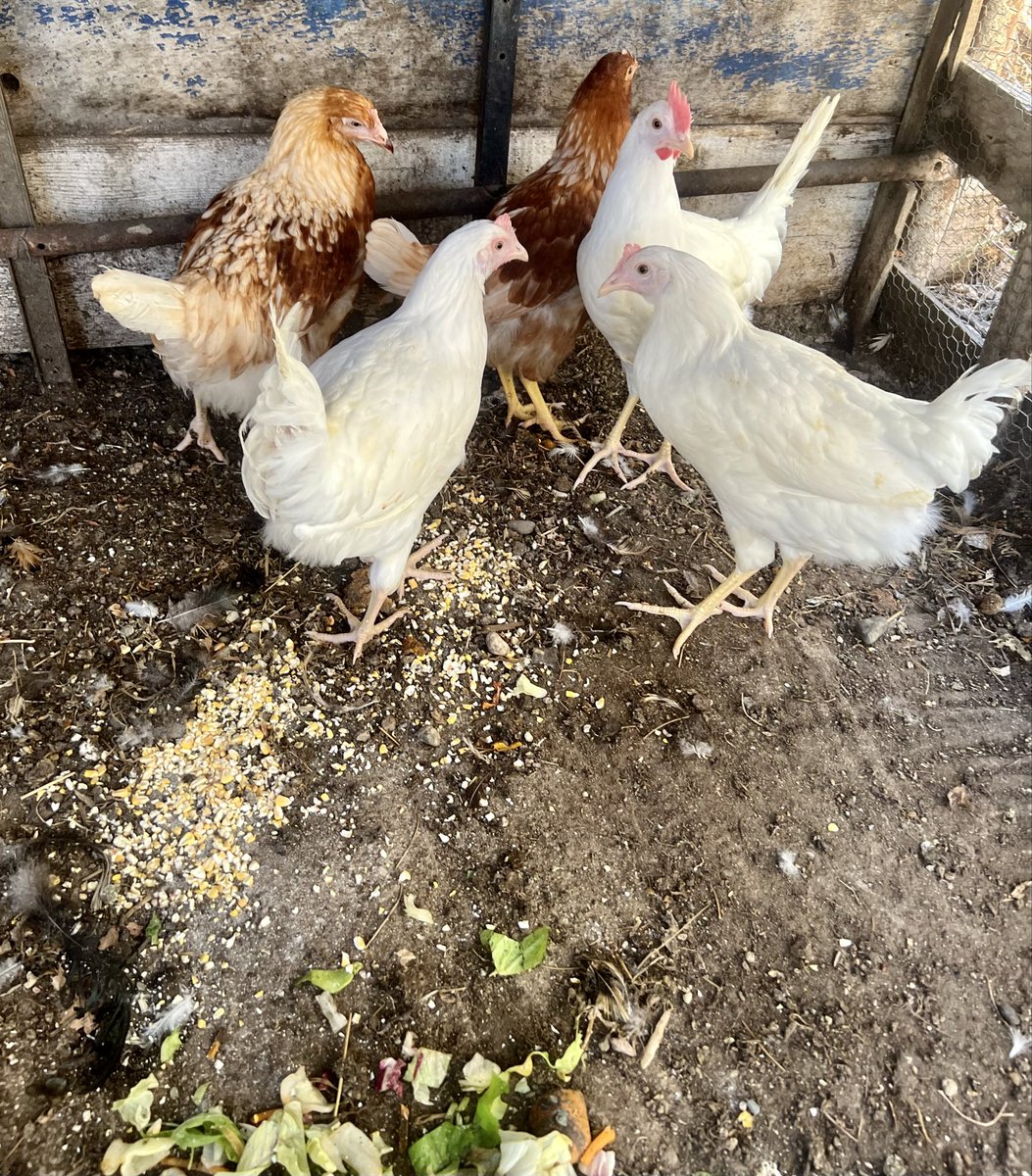 Cyber990M's tweet photo. Καλημέρα 🐓🥚🥚🐓🥚🥚 https://t.co/7176ZX5ZLT