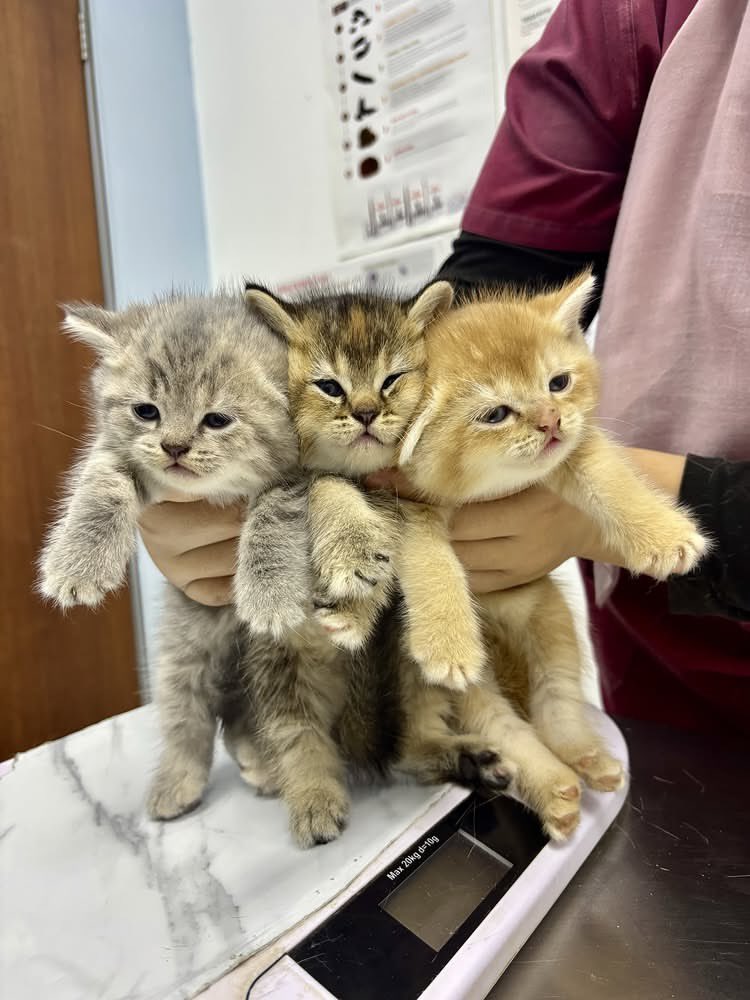 bebekhermes's tweet photo. YAALLAH PENGEN SATU CUKINGNYAAA😭😭 https://t.co/dGLfNI0WOx