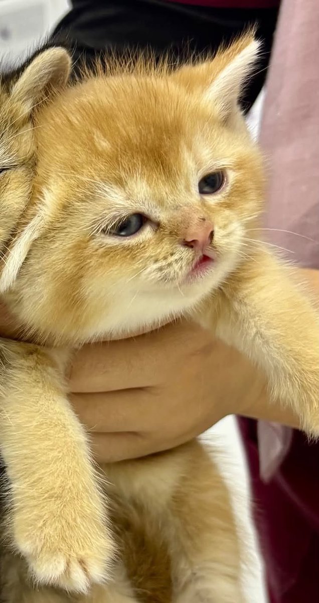 bebekhermes's tweet photo. YAALLAH PENGEN SATU CUKINGNYAAA😭😭 https://t.co/dGLfNI0WOx