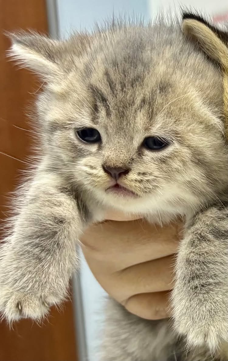 bebekhermes's tweet photo. YAALLAH PENGEN SATU CUKINGNYAAA😭😭 https://t.co/dGLfNI0WOx
