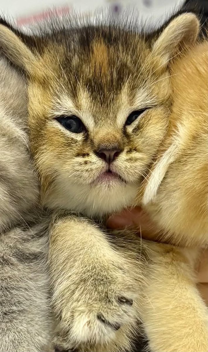 bebekhermes's tweet photo. YAALLAH PENGEN SATU CUKINGNYAAA😭😭 https://t.co/dGLfNI0WOx