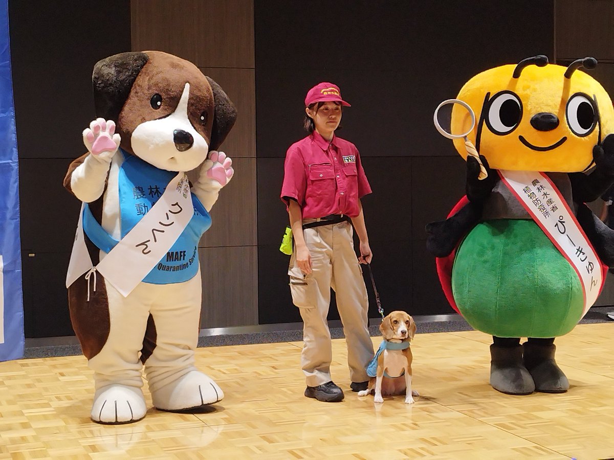 ponkiku's tweet photo. ANA TEAM HND Orchestraや東京税関音楽隊の演奏を聴き、動植物検疫探知犬デ クララちゃんのデモンストレーションを見ました🐕️
おりこうさん https://t.co/wqoshldlwQ