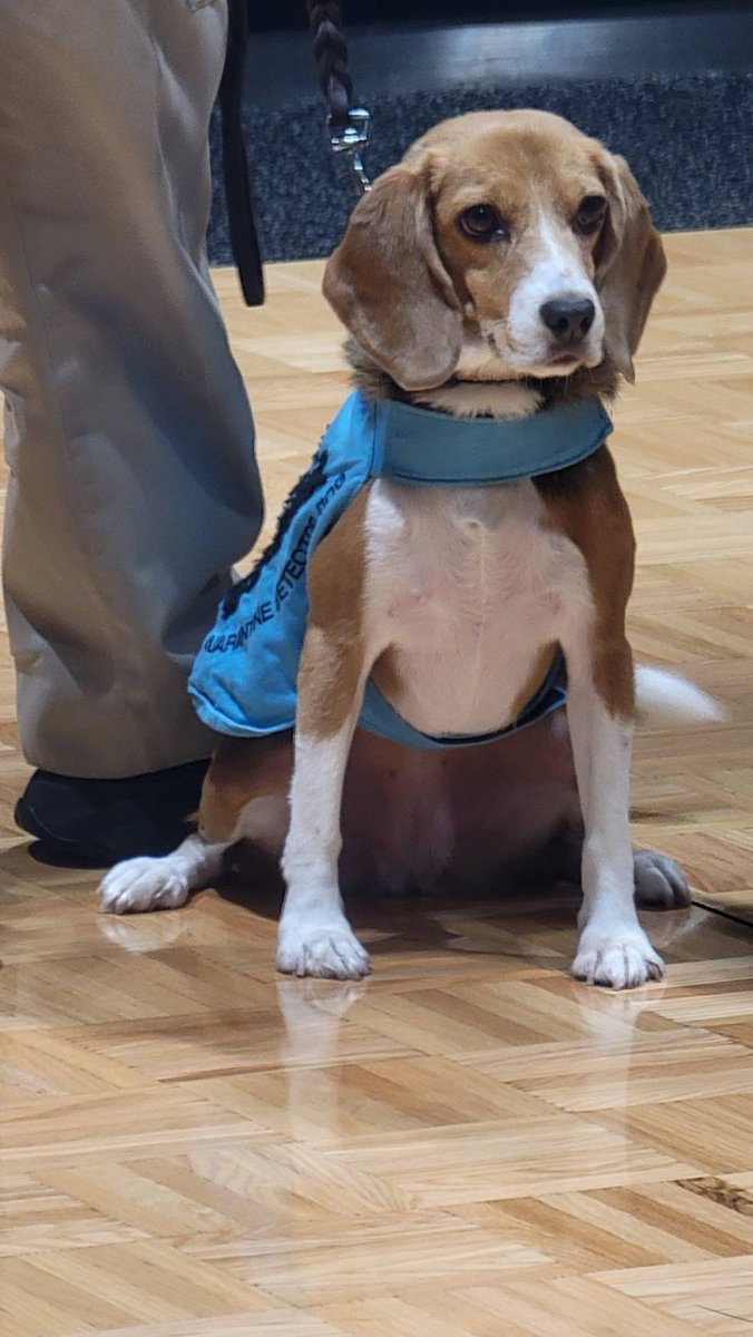 ponkiku's tweet photo. ANA TEAM HND Orchestraや東京税関音楽隊の演奏を聴き、動植物検疫探知犬デ クララちゃんのデモンストレーションを見ました🐕️
おりこうさん https://t.co/wqoshldlwQ