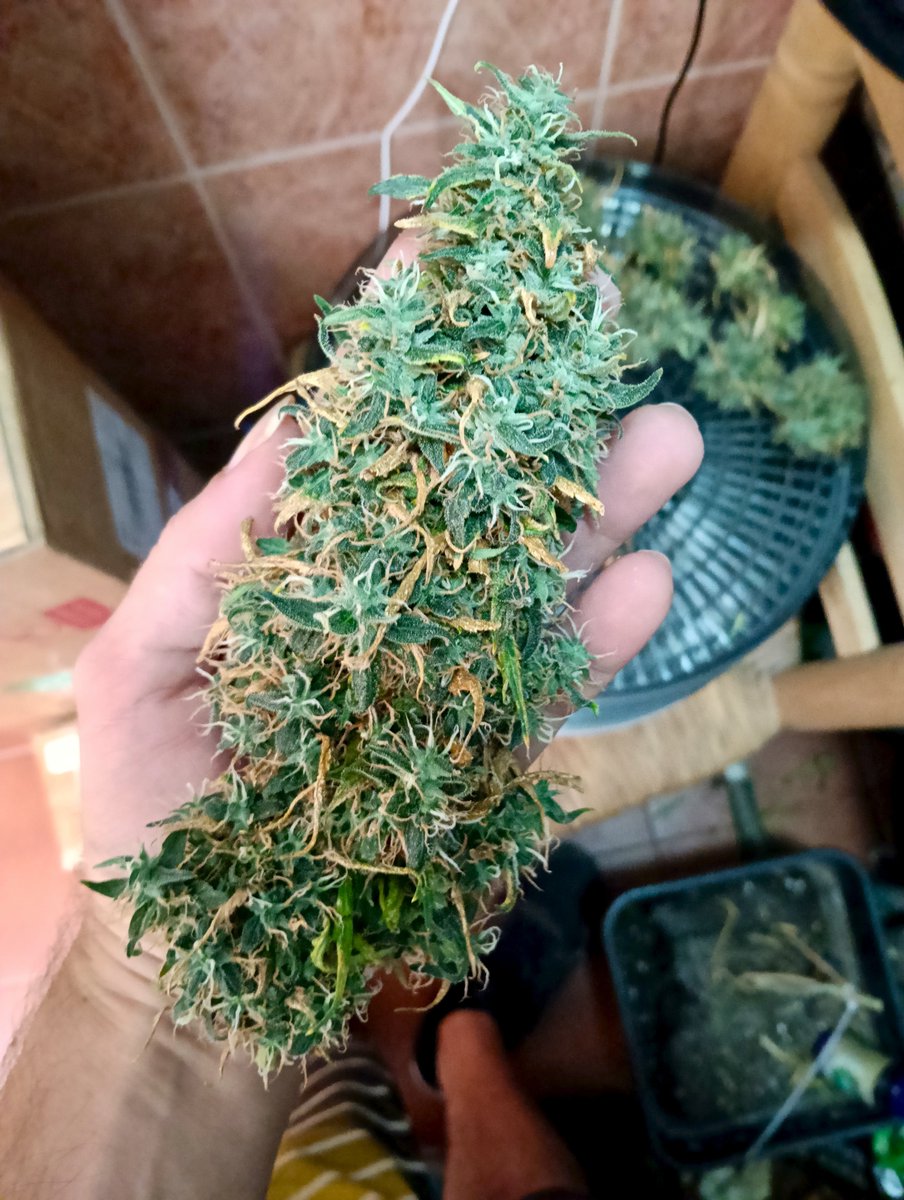 XavierNerjaLM's tweet photo. Chopping one of the two Lareira 😍🥰🥰
Nothing for sale ⛔ it's self supply 🏥
❤️💚🇪🇸 #GrowYourOwn #FuckOpioids https://t.co/3ccnI9UVuJ