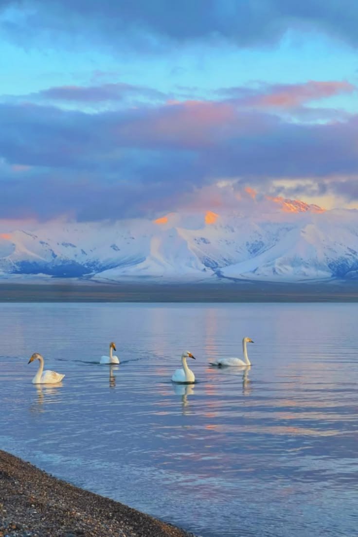 onllycutestuff's tweet photo. Sayram lake, China https://t.co/MxFRSjHHcN