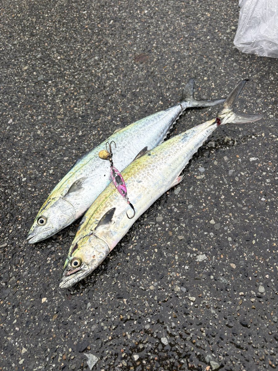 Gin_fishing's tweet photo. 今日の武庫一はサゴシ2匹で終了！
ピンクカラーが良きでした💥

全然釣れない地獄みたいな海でしたが、良い修行になりました🤛 https://t.co/vy8PXBNptk