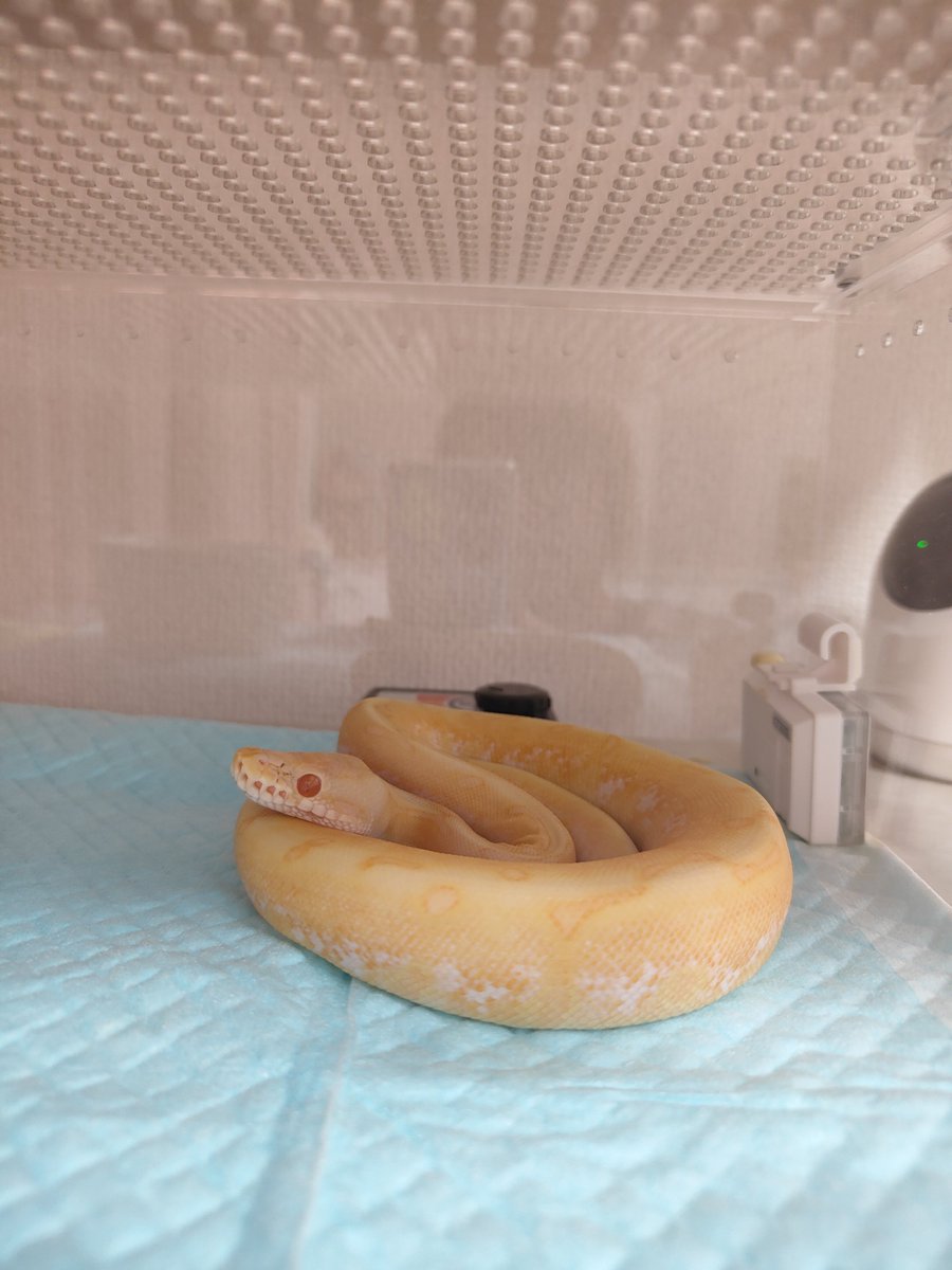 MikiriTora's tweet photo. 食後の天使様にご負担とストレスをかけさせないため、
・召し上がられた後は電気を暗くして静かに洗い物。
・飼い主のせめてもの幸せ時間を許して頂くべく、コントローラーにヘッドホンをぶっさし、大爆音で好きな奴らに会いに行く。

妥協点を完全に見つけられて気持ちいい✌️
(ワンルームの限界😂) https://t.co/8rWuzVf328