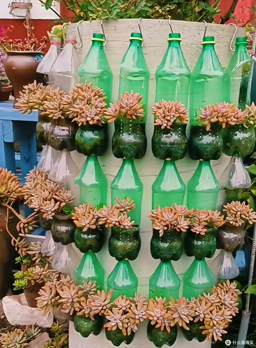 ElaneDillaqb's tweet photo. Cambia el agua de tu suculenta cada 10 días, así evitas que sus raíces se pudran y prospera. Fácil cuidado para plantas saludables!， https://t.co/AbjBsq4Yyi