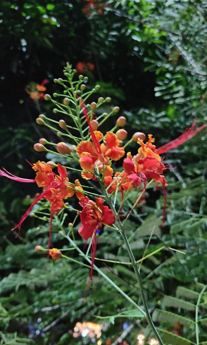 ZIKO7390's tweet photo. মানুষের সৌন্দর্য আর ফুলের সৌন্দর্য অনেকটা একই রকম। https://t.co/UfXPGFGGQL