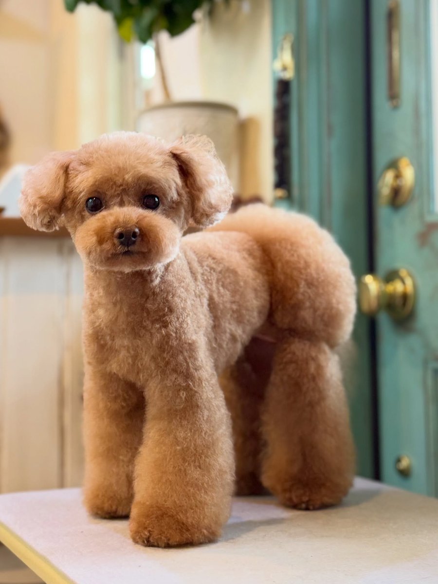 SusannZwerxpol's tweet photo. Toy Poodle Love 🐶🐾 
Thank you for visiting us ☺️♡ https://t.co/kOzMIFZAZU