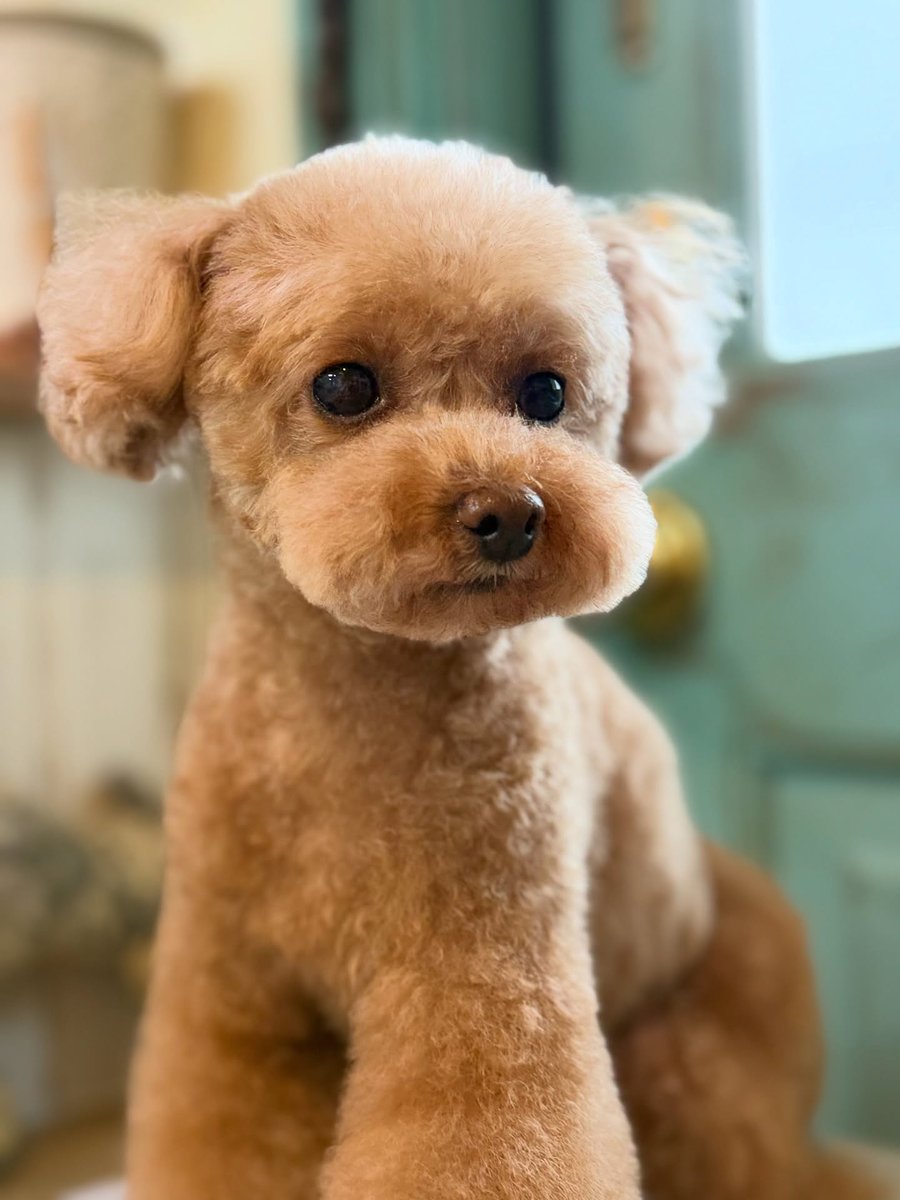 SusannZwerxpol's tweet photo. Toy Poodle Love 🐶🐾 
Thank you for visiting us ☺️♡ https://t.co/kOzMIFZAZU