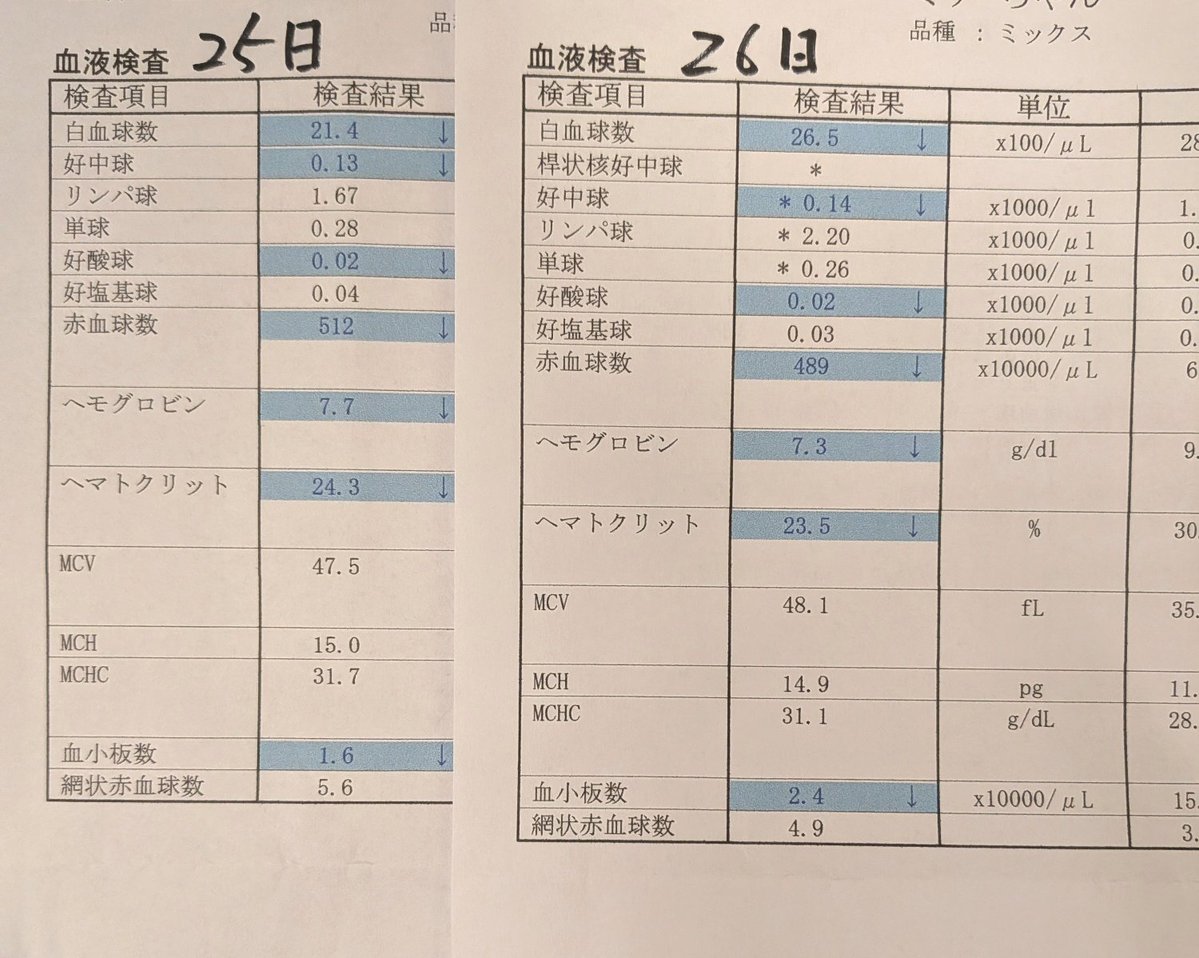 ojm52811's tweet photo. ミケちゃん昨日と比べて白血球数が21.4→26.5と引き続き上昇していました👏 大きな心配の一つのリンパ腫の再燃は、今の状況でリンパ腫再燃の場合リンパ球が異常に増えるなどの変化が見られることが多いそうですが、ミケちゃんのリンパ球の数値は特に変化がないのでリンパ腫再燃の可能性は低いとのことでそこは一安心✨明日も夕方から通院します。ミケちゃん連日大変だけど頑張ろうね。ミケちゃんの目はまだ力強く生きる意欲を感じます。
ミケちゃん「お彼岸も今日で終わりだからミミちゃんチャコちゃんお空に帰るのね…。私まだまだこの世界にいるからお空から見守っていてね。」
