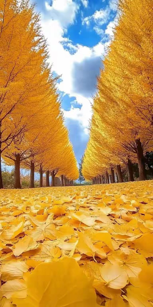 ivymatt762880's tweet photo. Sunny autumn afternoon with crisp air and golden leaves falling—perfect for a casual walk with a warm drink in hand ， https://t.co/nb3Fe2sooE