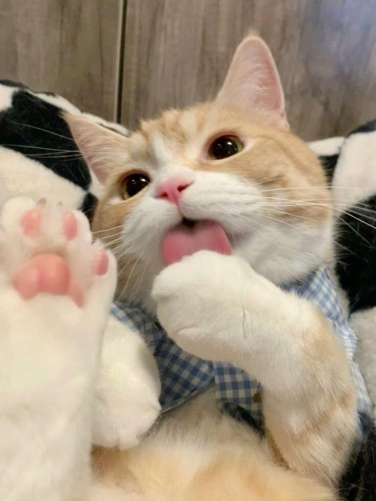 Salmadiamon's tweet photo. Cutie❤️ https://t.co/74yE6dWLVW