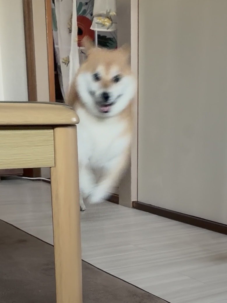 fufufufufu_ta's tweet photo. 今日も犬生を謳歌する犬の残像 https://t.co/vrFR6q2Sea
