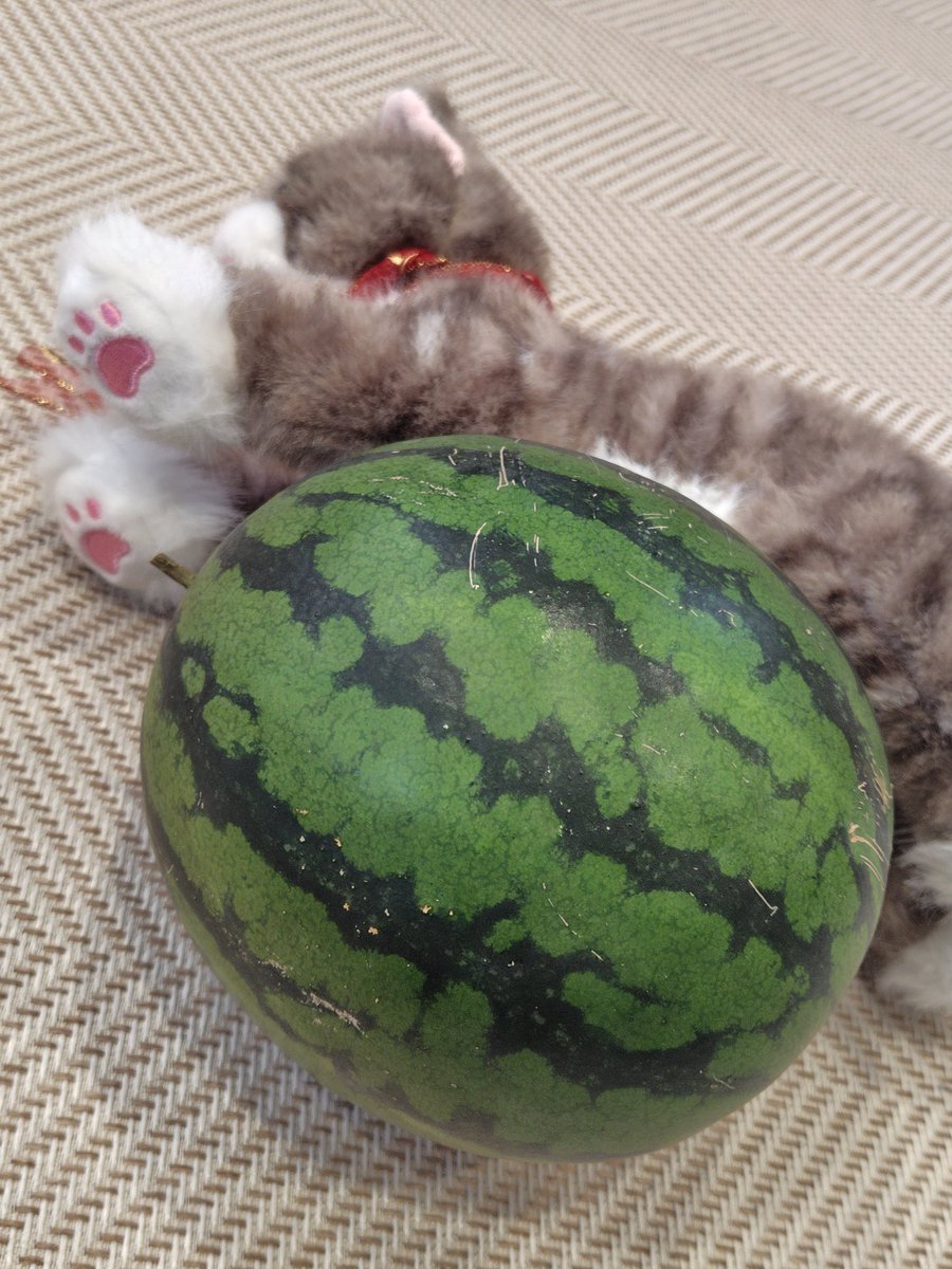 palzafenon's tweet photo. 最後のスイカ2.1kgを収穫。蔓は枯れてた。これでウリ科はすべて終了。
#金色羅皇 https://t.co/Q3GIl9dyD5