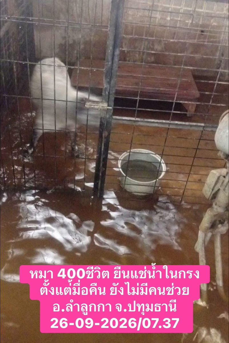 Donaldae's tweet photo. ⚠️ ด่วน !!!!  #ฝากแชร์  #ขอความช่วยเหลือครับ  
หมา 400ชีวิต ยืนแช่น้ำในกรง
ตั้งแต่้มื่อคืน ยังไม่มีคนช่วย

📌พิกัด ต.คูคต อ.ลำลูกกา จ.ปทุมธานี  
📌ติดต่อ มะหมาป้ามณี  0615802930
————
26-09-2026  07.39 

#น้ำท่วม #ฝนตก #ฝนตกหนัก #น้ำท่วมกรุงเทพ #กรมอุตุ #พยากรณ์อากาศ https://t.co/70NZ75HPuZ