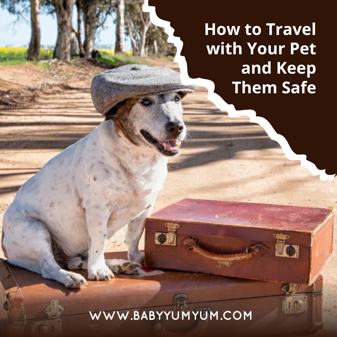 BabyYumYumSA's tweet photo. 🐶🐱🚗  Travelling with your pet? 🔗 https://t.co/doOrDPqvhu 
Arrive Alive shares simple tips to help keep your furry family members safe on the road.

#BabyYumYum #BYY #PetSafety #PetTravel #RoadSafety https://t.co/cNBn89hB1I
