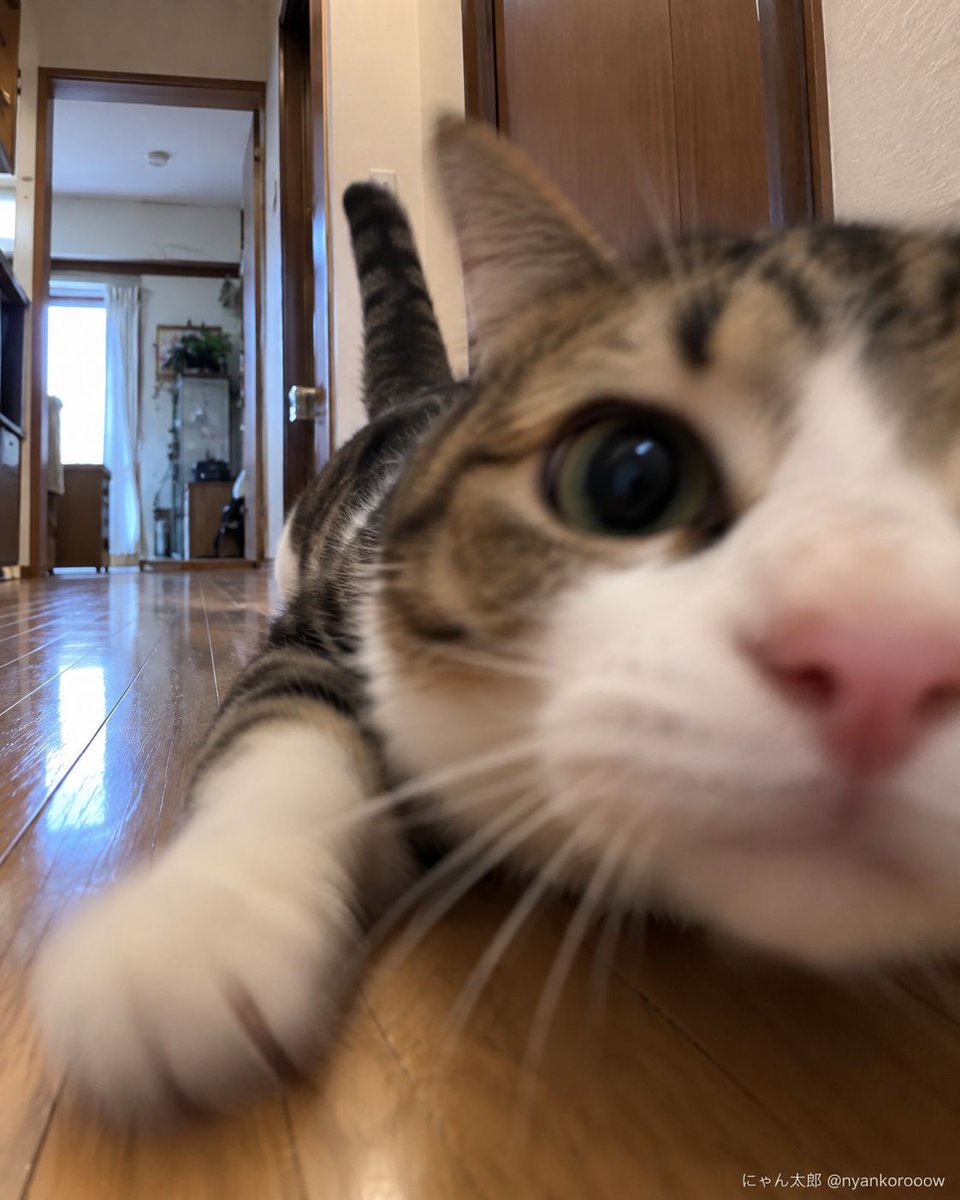 nyankorooow's tweet photo. 猫型ミサイル、着弾0.2秒前。 https://t.co/f1PUZXvQWP