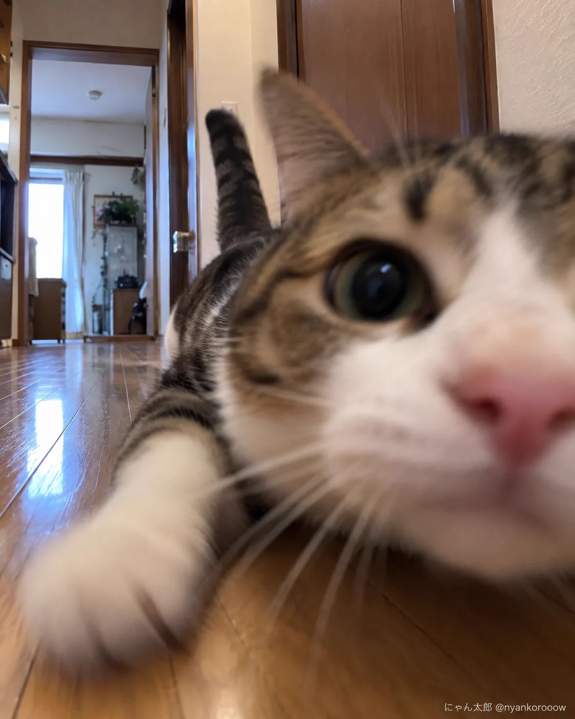 にゃん太郎｜猫画像｜Funny Cats on X: 